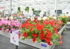 New trailing varieties in the Surfinia series, Hot Pink, Pink and Big Red at Cohen.”I think these will become big sellers, particularly Red because it is an important and main color. This is 100 percent red and trialing.”